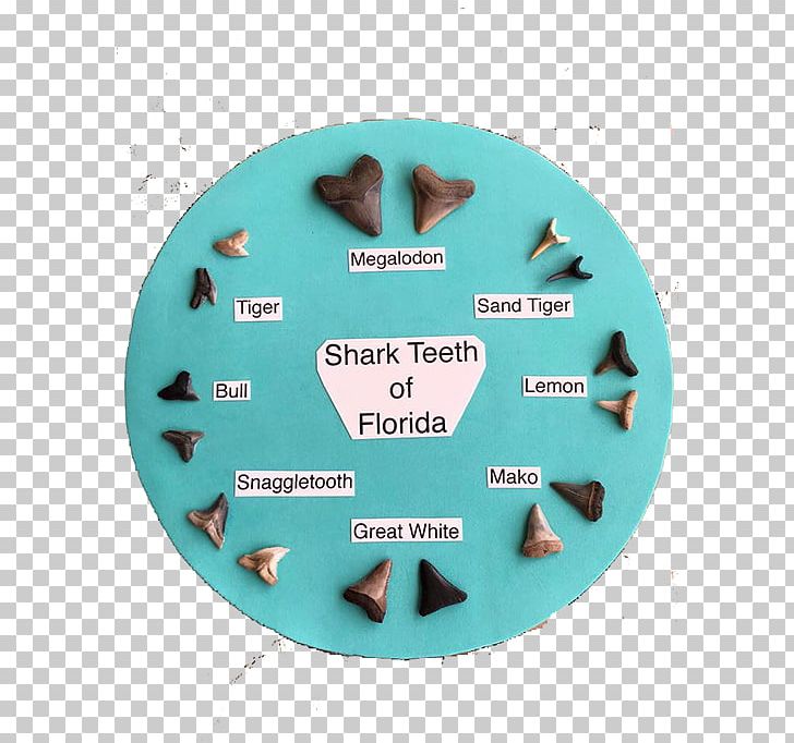 Shark Teeth Chart