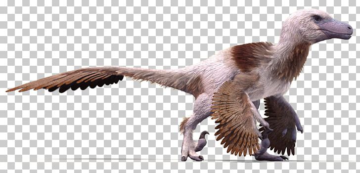 Velociraptor Dakotaraptor Bird Feather Utahraptor PNG, Clipart, Beak, Bird, Dakotaraptor, Deinonychus, Dinosaur Free PNG Download