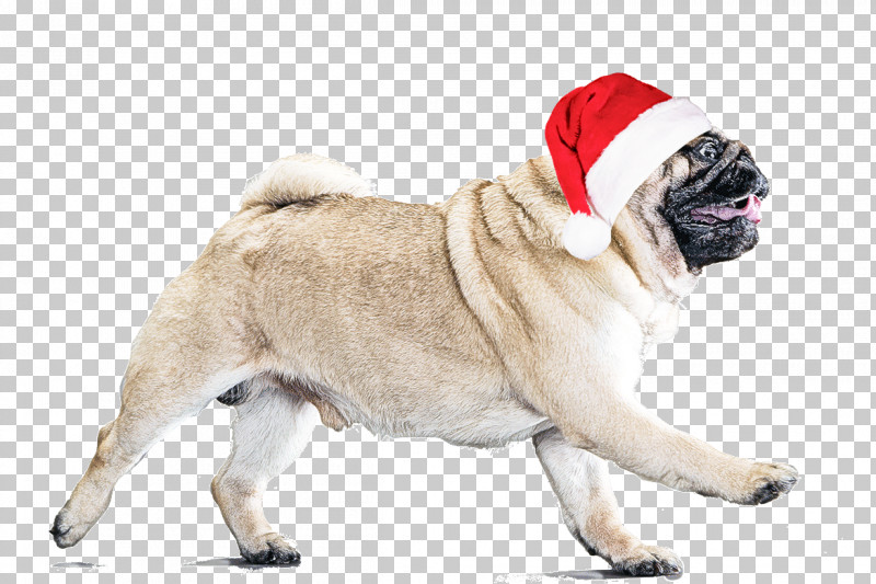 Dog Pug Snout Companion Dog Sporting Group PNG, Clipart, Companion Dog, Dog, Pug, Snout, Sporting Group Free PNG Download