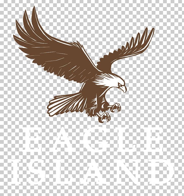 Bald Eagle Drawing PNG, Clipart, Accipitriformes, Animals, Bald Eagle, Beak, Bird Free PNG Download