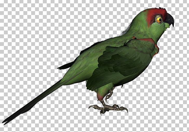 Bird Red-breasted Coua Macaw Parakeet Animal PNG, Clipart, Animal, Animals, Beak, Bird, Birdlife International Free PNG Download