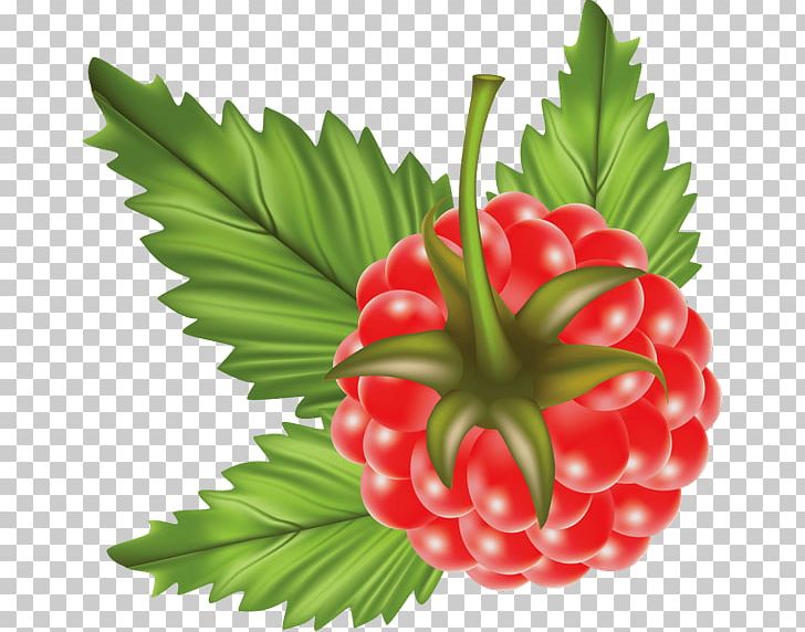 Raspberry PNG, Clipart, Berry, Black Raspberry, Computer Icons, Download, Encapsulated Postscript Free PNG Download