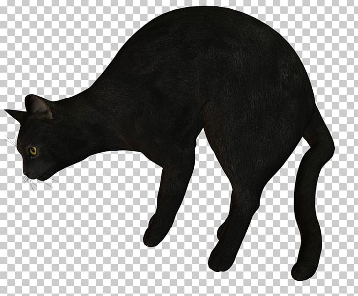 Black Cat Domestic Short-haired Cat Whiskers PNG, Clipart, Animal, Animals, Black, Black Cat, Carnivoran Free PNG Download