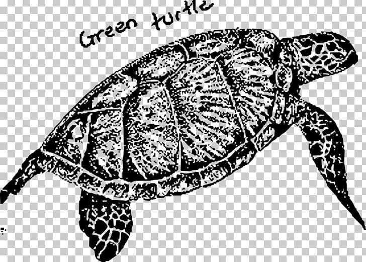 Box Turtles Loggerhead Sea Turtle Tortoise PNG, Clipart, Animal, Animals, Black And White, Box Turtle, Chelydridae Free PNG Download