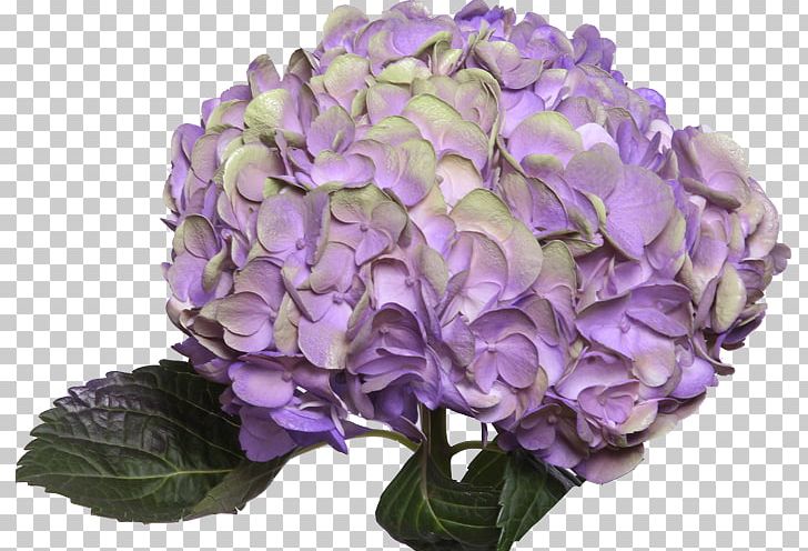 Hydrangea Purple Flowers Gallery Pink Red PNG, Clipart, Amethyst, Art, Cornales, Cut Flowers, Flower Free PNG Download