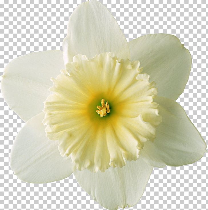 Narcissus Tazetta PNG, Clipart, Amaryllis Family, Daffodil, Designer, Download, Flower Free PNG Download
