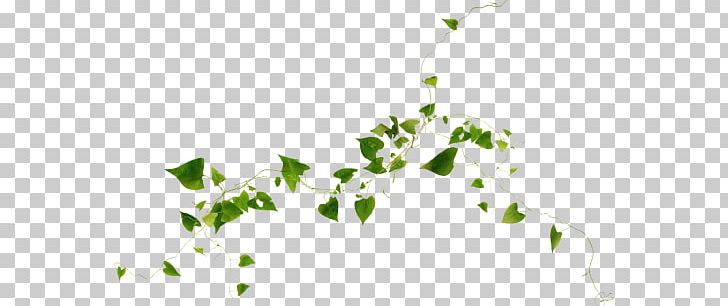 Twig Vine Plant PNG, Clipart, Branch, Computer Wallpaper, Data Compression, Desktop Wallpaper, Flora Free PNG Download