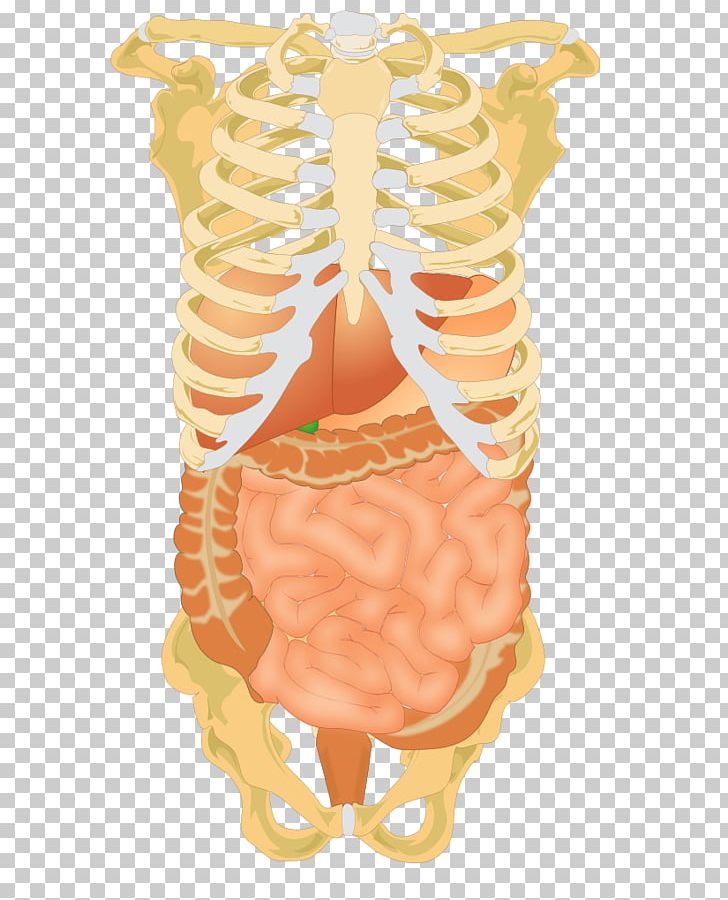 Abdominal Cavity Abdomen Liver Digestion Human Digestive System PNG, Clipart, Abdomen, Abdominal Cavity, Abdominal Obesity, Bile, Body Cavity Free PNG Download