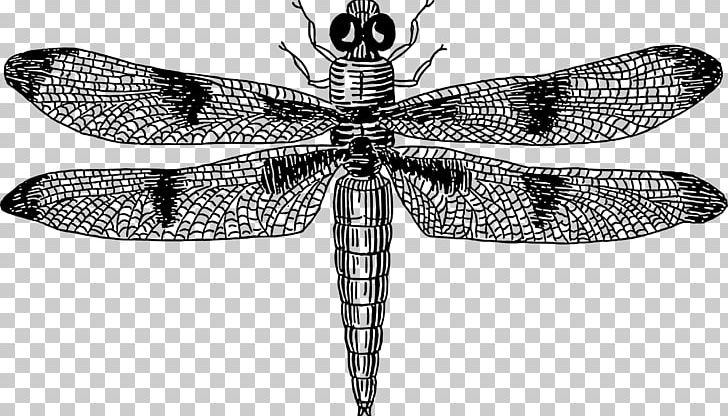 Insect Dragonfly Drawing PNG, Clipart, Arthropod, Black And White, Dragonflies And Damseflies, Dragonfly, Fly Free PNG Download