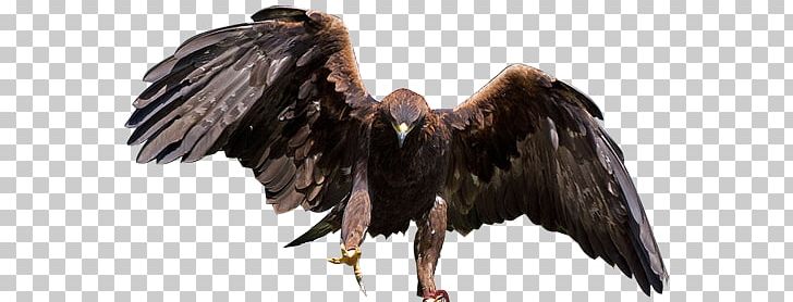 Bald Eagle Bird Of Prey Golden Eagle PNG, Clipart, Accipitriformes, Animals, Bald Eagle, Beak, Bird Free PNG Download