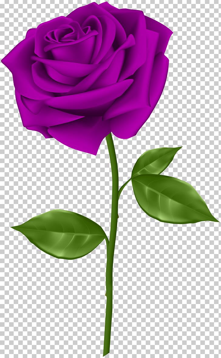 Blue Rose Flower PNG, Clipart, Blue, Blue, Clipart, Computer Wallpaper, Cut Flowers Free PNG Download