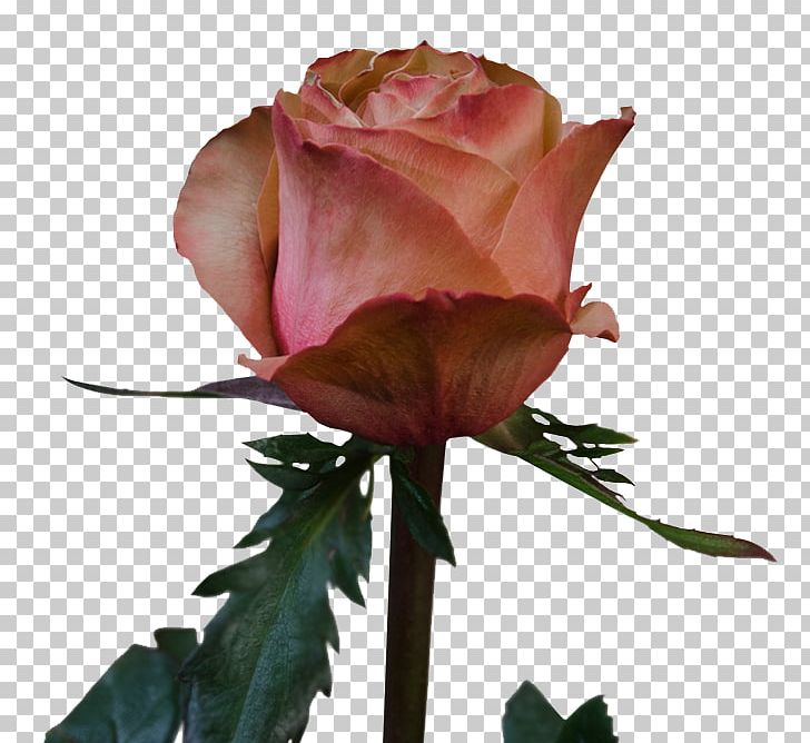 Garden Roses Cabbage Rose Floribunda Rosa 'Eden' Hybrid Tea Rose PNG, Clipart,  Free PNG Download