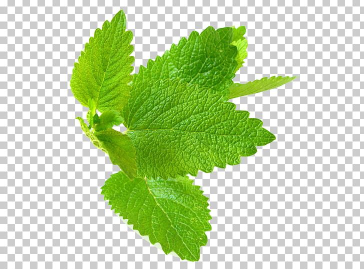 Lemon Balm Peppermint Leaf Herb PNG, Clipart, Catnip, Essential Oil, Extract, Herb, Herbal Free PNG Download