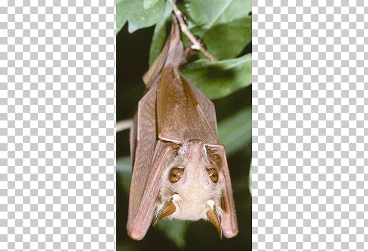 Veldkamp's Dwarf Epauletted Fruit Bat Gambian Epauletted Fruit Bat Peters' Dwarf Epauletted Fruit Bat Megabat Wahlberg's Epauletted Fruit Bat PNG, Clipart, Gambian Epauletted Fruit Bat, Megabat, Others Free PNG Download