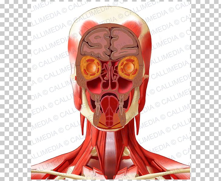 Human Anatomy Human Head Neck PNG, Clipart, Anatomy, Bone, Coronal Plane, Frontal Bone, Head Free PNG Download