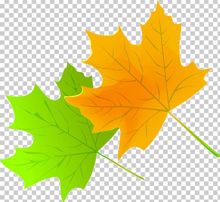 Maple Leaf Green Red PNG, Clipart, Avatar, Black, Color, Facility, Gold Free PNG Download