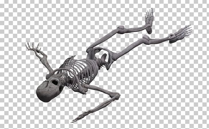 Photography Skeleton PNG, Clipart, Art, Bison, Black And White, Bone, Deviantart Free PNG Download