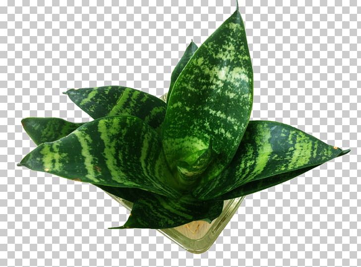 Piu010dxedn Sansevieria Leaf Plant PNG, Clipart, Agave, Animals, Encapsulated Postscript, Euclidean Vector, Flower Free PNG Download