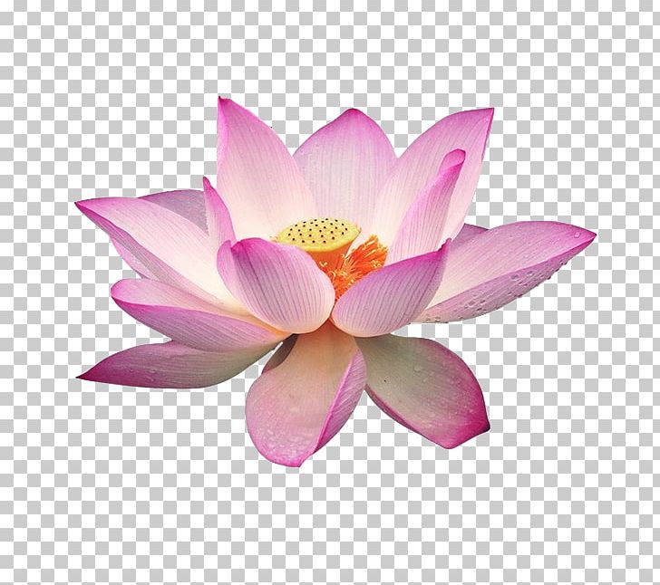 Sacred Lotus Portable Network Graphics PNG, Clipart, Aquatic Plant, Art, Document, Download, Flower Free PNG Download