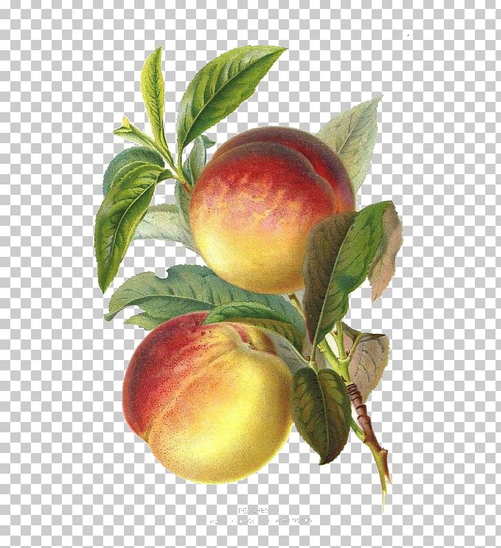 Peach Plum Botany Botanical Illustration Fruit PNG, Clipart, Apple, Apricot, Art, Berry, Cherry Free PNG Download