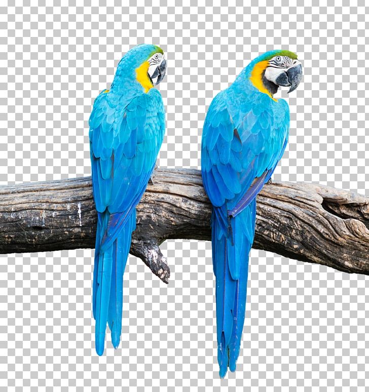 Blue-and-yellow Macaw Parrot Scarlet Macaw Bird PNG, Clipart, Animal, Animals, Beak, Blue, Blue Abstract Free PNG Download
