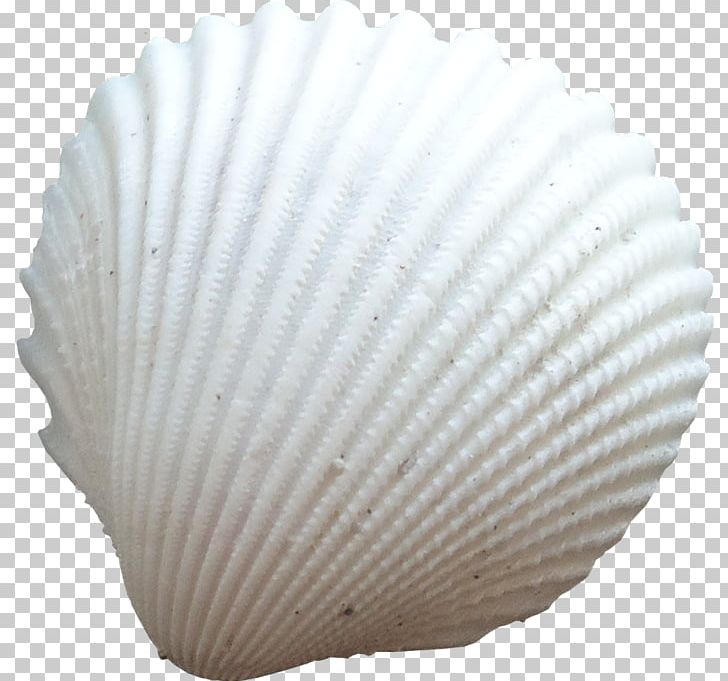 Cockle Seashell Conchology PNG, Clipart, Animals, Clam, Clams Oysters Mussels And Scallops, Cockle, Color Free PNG Download