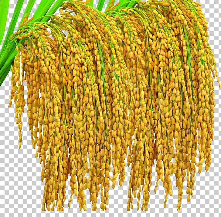 Golden Rice Oryza Sativa Crop Yield Seed PNG, Clipart, Brown Rice, Bumper, Commodity, Cro, Crop Free PNG Download