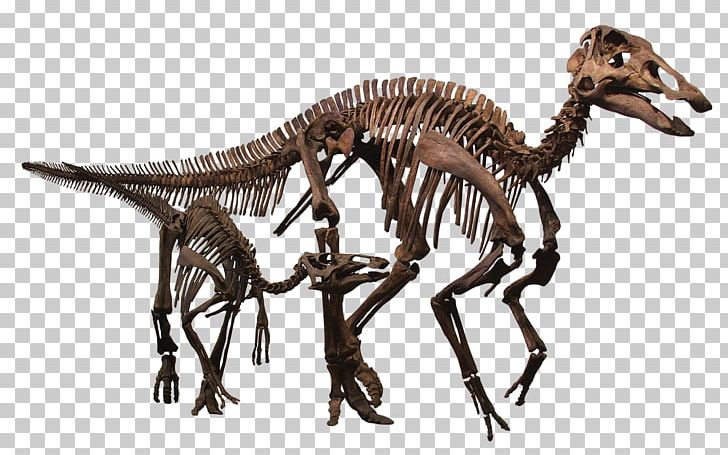 Rocky Mountain Dinosaur Resource Center Pachycephalosaurus Hell Creek Formation Late Cretaceous Edmontosaurus Annectens PNG, Clipart, Animal Figure, Dinosaur, Edmontosaurus, Edmontosaurus Annectens, Extinct Free PNG Download