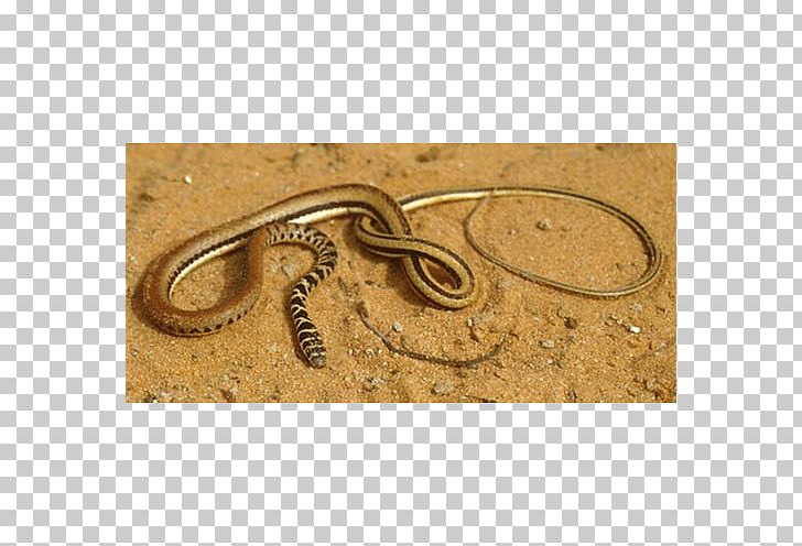 Senegal Dromophis Praeornatus Striped Swamp Snake Marsh PNG, Clipart, 29 November, Africa, Grass, Human Height, Marsh Free PNG Download