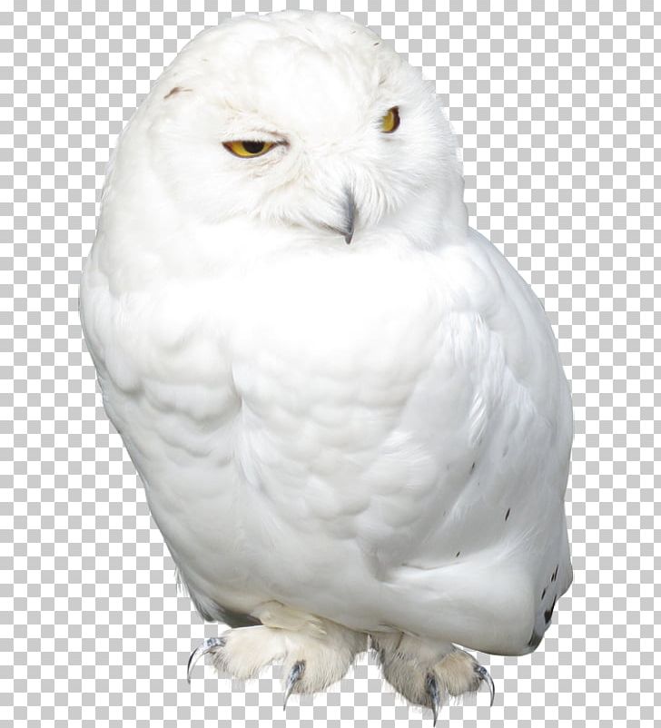 Snowy Owl Bird PNG, Clipart, Animals, Beak, Bird, Bird Of Prey, Fauna Free PNG Download