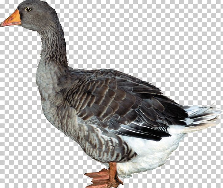 Duck PNG, Clipart, Animals, Beak, Bird, Domestic Duck, Download Free PNG Download