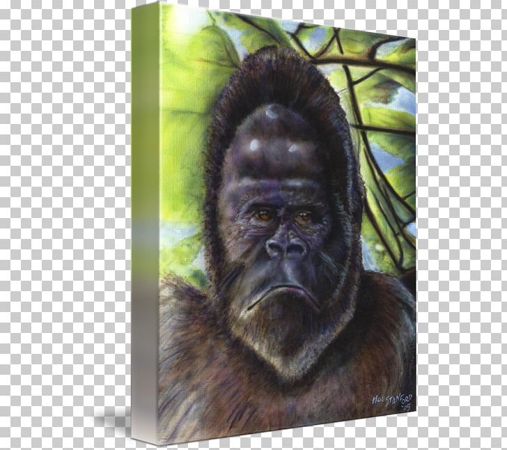 Gorilla Chimpanzee Monkey Wildlife Fur PNG, Clipart, Animal, Chimpanzee, Fauna, Fur, Gorilla Free PNG Download