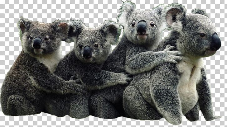 The Koala Book Australia Bear Giant Panda PNG, Clipart, Animal, Animals, Australia, Australian Koala Foundation, Bear Free PNG Download