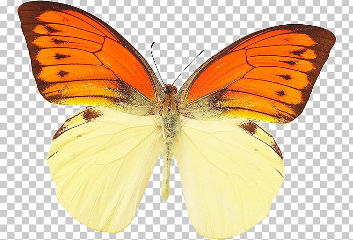 Monarch Butterfly Colias Hebomoia Glaucippe Lycaenidae PNG, Clipart, Arthropod, Brush Footed Butterfly, Butterflies And Moths, Butterfly, Colias Free PNG Download