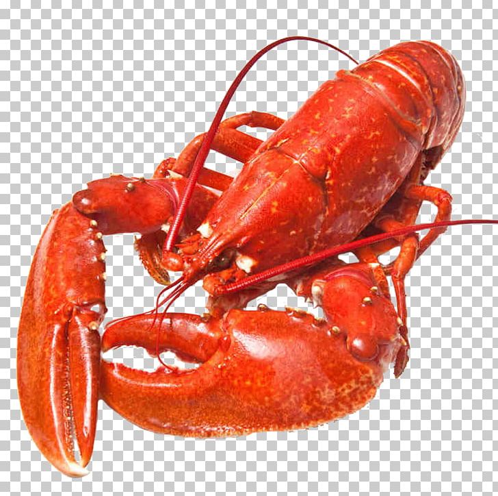 Norway Lobster Seafood Crab PNG, Clipart, American Lobster, Animals, Animal Source Foods, Cooking, Crab Meat Free PNG Download