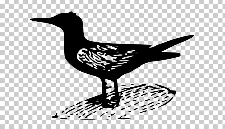 Common Tern PNG, Clipart, Arctic Tern, Beak, Bird, Black And White, Clip Free PNG Download