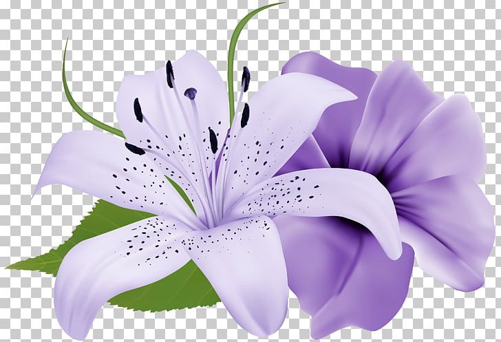 Flower Purple Lilium PNG, Clipart, Art White, Clip Art, Desktop Wallpaper, Flower, Flower Bouquet Free PNG Download