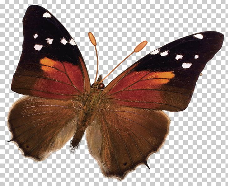 Monarch Butterfly Pieridae Gossamer-winged Butterflies Brush-footed Butterflies PNG, Clipart, 2016, Arthropod, Breed, Brush Footed Butterfly, Butterfly Free PNG Download