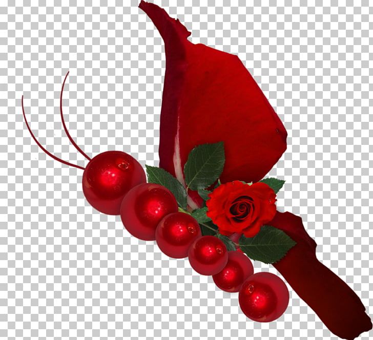 Rose Red PNG, Clipart, Aquifoliales, Candies, Candy Cane, Christmas Decoration, Color Free PNG Download