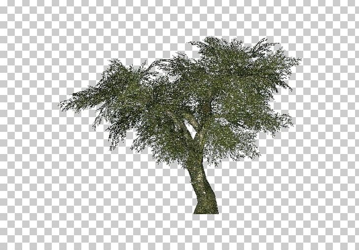 Arecaceae Tree Areca Palm Albizia Julibrissin Bamboo PNG, Clipart, Albizia Julibrissin, Arecaceae, Areca Palm, Bamboo, Branch Free PNG Download
