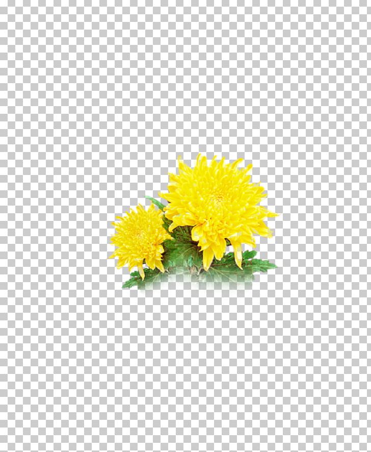 Chrysanthemum Transvaal Daisy Cut Flowers Common Sunflower Floral Design PNG, Clipart, Chrysanthemum Chrysanthemum, Chrysanthemums, Daisy Family, Flower, Flower Arranging Free PNG Download