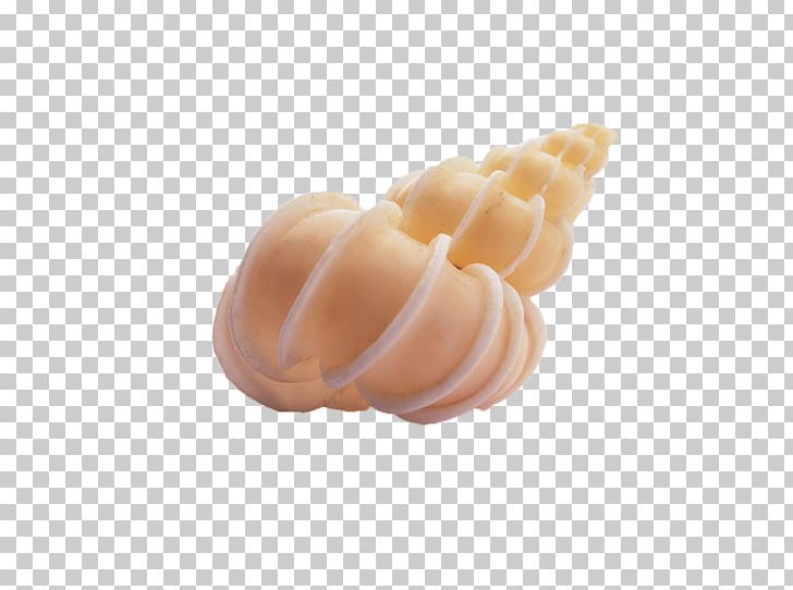 Seashell Conch PNG, Clipart, Adobe Illustrator, Conch, Creamywhite, Decoration, Download Free PNG Download