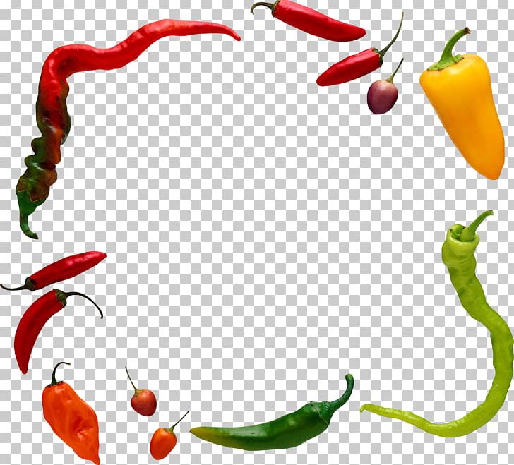 Chili Pepper Black Pepper Vegetable Facing Heaven Pepper PNG, Clipart, Artwork, Bell Peppers And Chili Peppers, Birds Eye Chili, Capsicum, Capsicum Annuum Free PNG Download