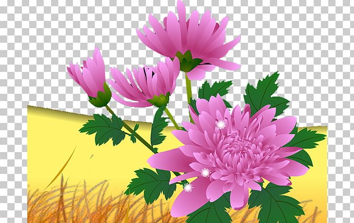 Chrysanthemum Cosmos Bipinnatus Euclidean PNG, Clipart, Annual Plant, Chrysanthemum Chrysanthemum, Chrysanthemums, Computer Wallpaper, Daisy Family Free PNG Download