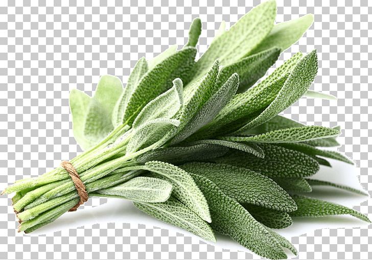 Common Sage Herb Plant Parsley Spice PNG, Clipart, Basil, Camellia Sinensis, Common Sage, Extract, Food Drinks Free PNG Download