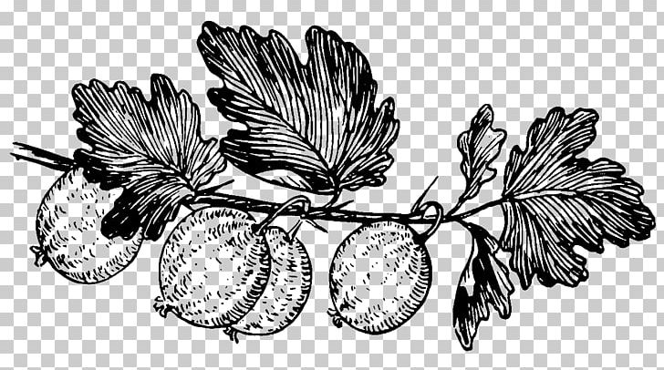 Drawing Diagram Gooseberry PNG, Clipart, Art, Black And White, Branch, Butterfly, Flora Free PNG Download