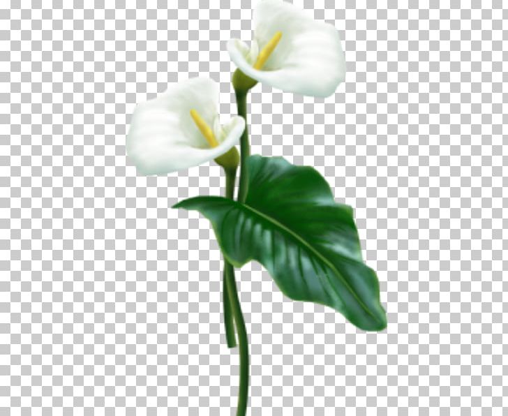 Flower Arum-lily PNG, Clipart, Alismatales, Animaatio, Arum, Arum Lilies, Arumlily Free PNG Download