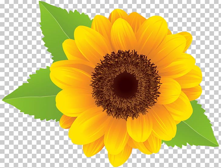 Graphic Arts PNG, Clipart, Annual Plant, Art, Background, Clip Art, Common Sunflower Free PNG Download