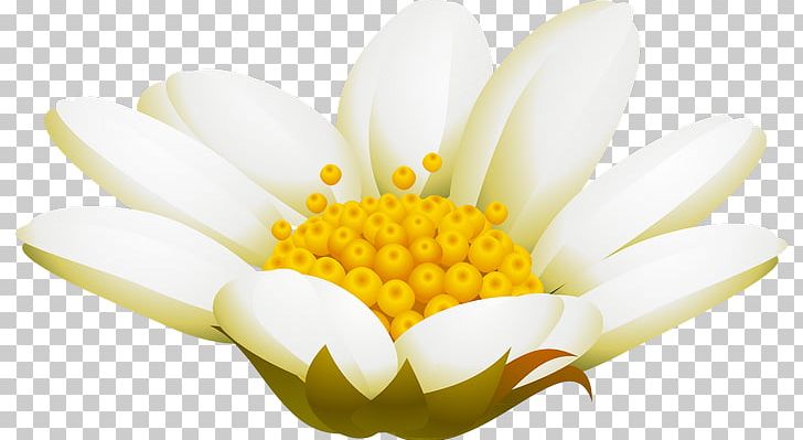 Advertising Chrysanthemum Pollen February PNG, Clipart, 2017, Advertising, Camomile, Chrysanthemum, Chrysanths Free PNG Download