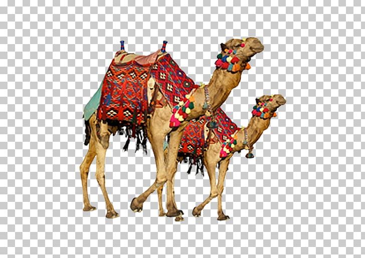 Bactrian Camel Dromedary Camel Safari Display Resolution PNG, Clipart, Animals, Arabian Camel, Camel, Camel Like Mammal, Camel Safari Free PNG Download